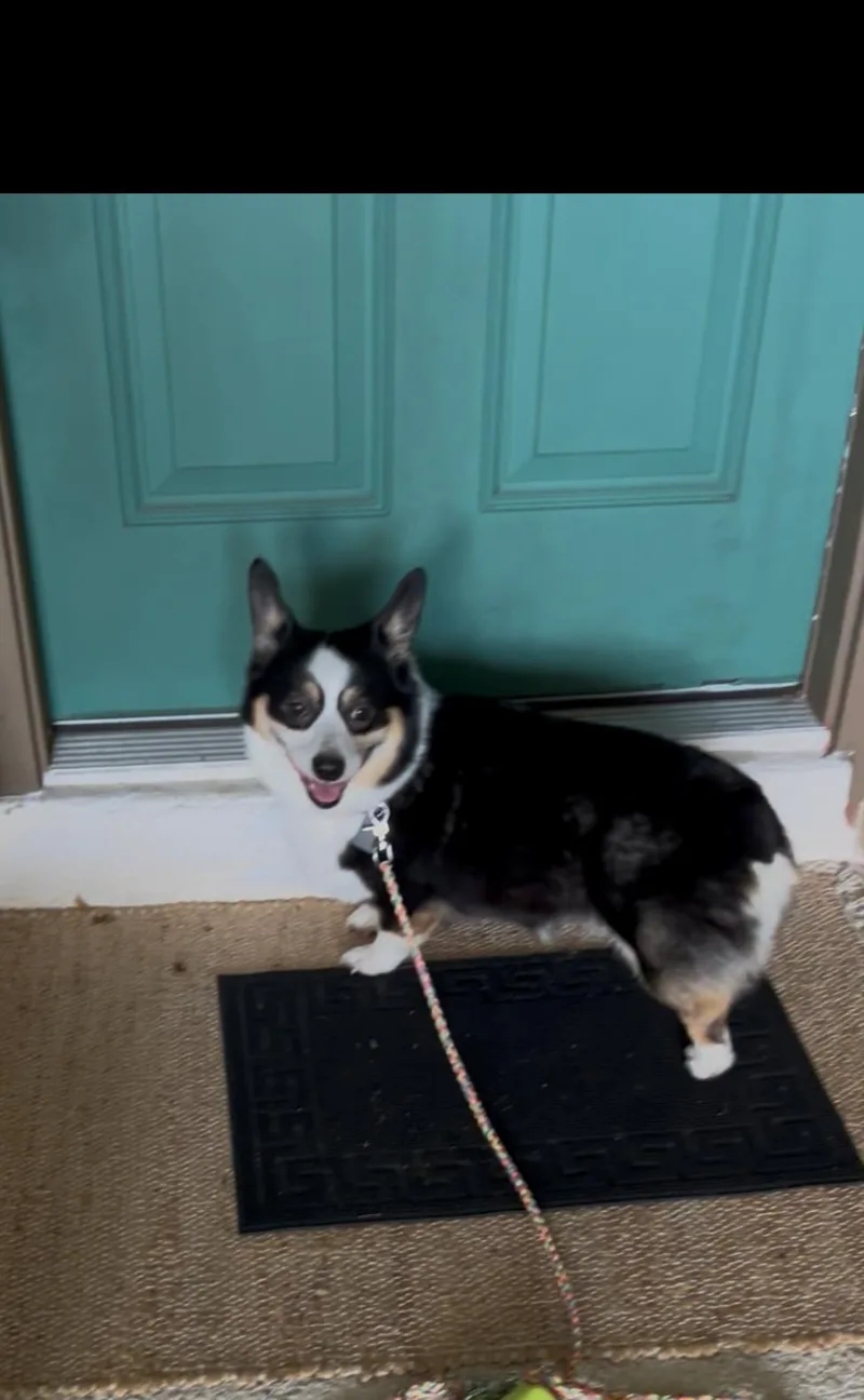 An adult small-sized female Pembroke Welsh Corgi dog named Maple for adoption in Orlando, FL