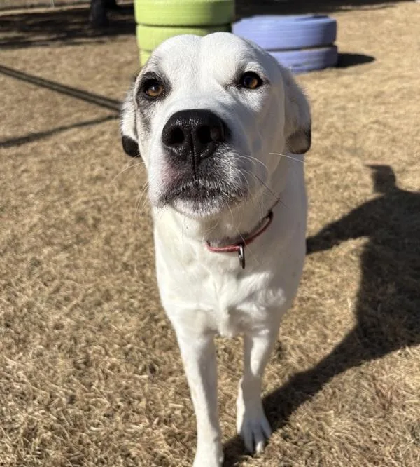 Koda