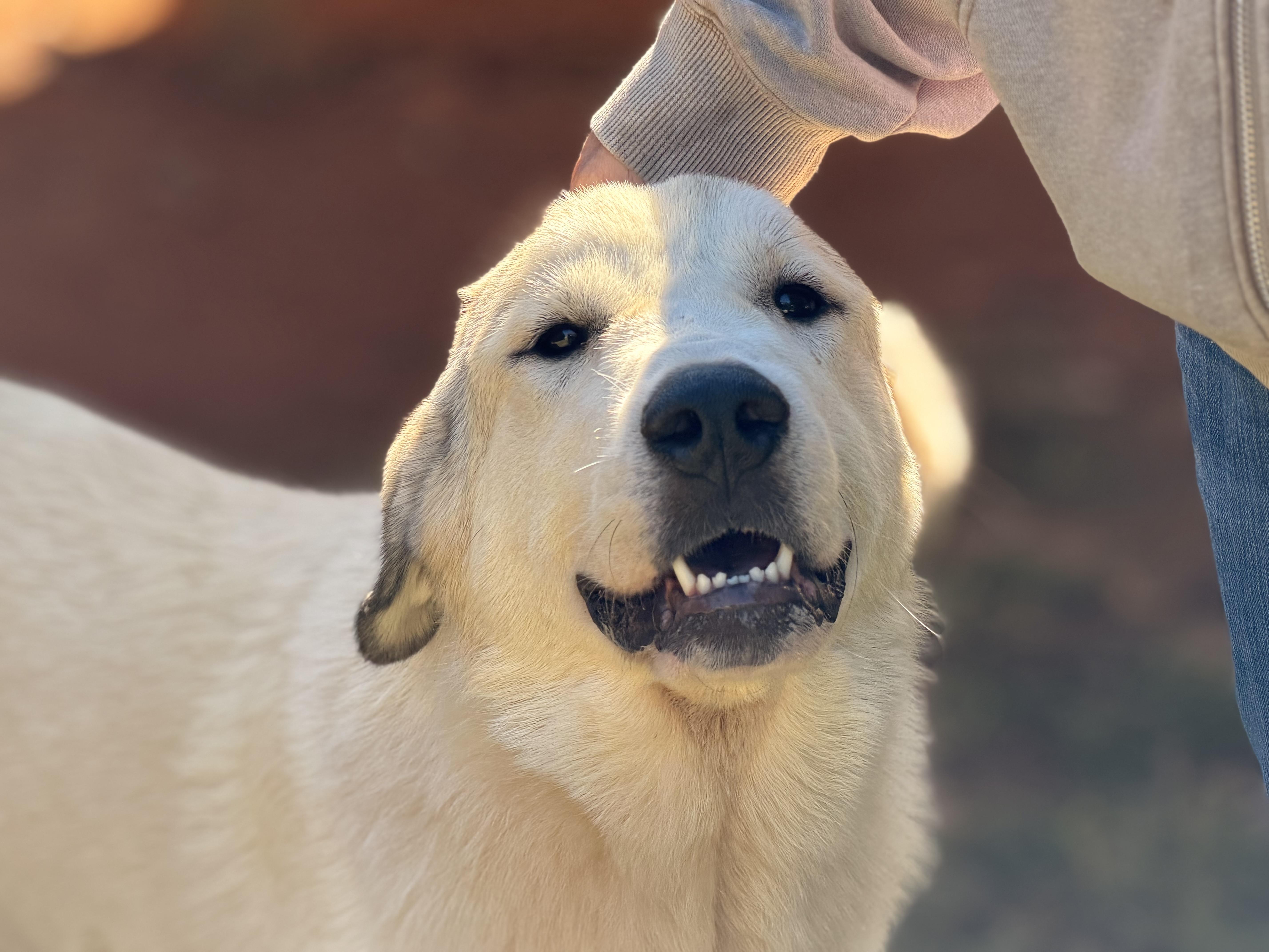 A young large-sized female White / Cream Great Pyrenees dog named Matilda for adoption in Meherrin, VA
