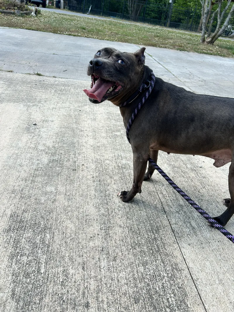 An adult medium-sized male American Staffordshire Terrier dog named Chess for adoption in Lancaster, SC