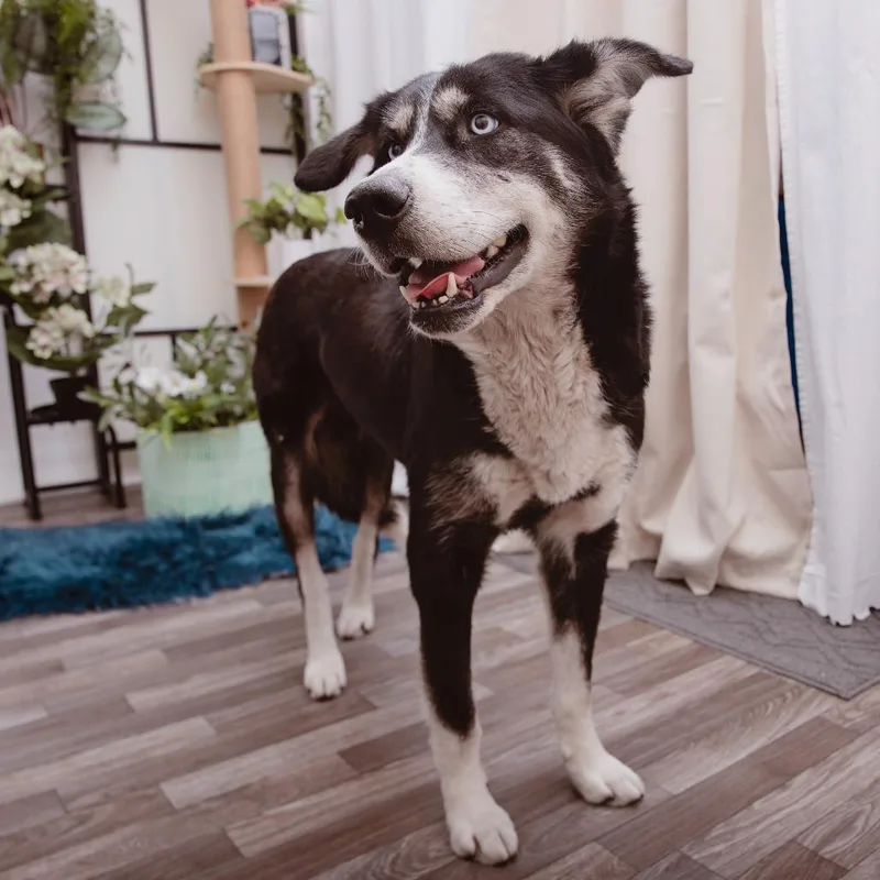 An adult medium-sized female Siberian Husky dog named Rosie for adoption in Los Angeles, CA
