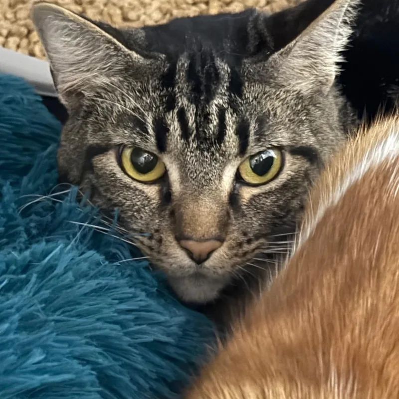 Tabby