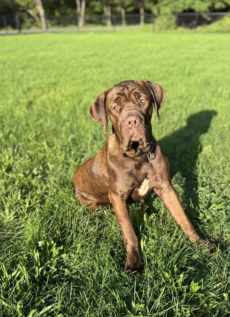 A young extra large-sized male Mastiff dog named Hershey for adoption in Kutztown, PA