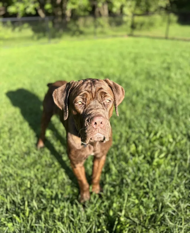Hershey thumbnail 4