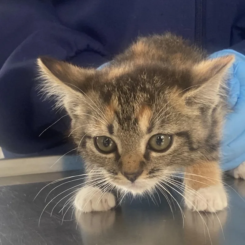 A baby small-sized female Calico Domestic Medium Hair cat named Kala for adoption in Chapel Hill, NC