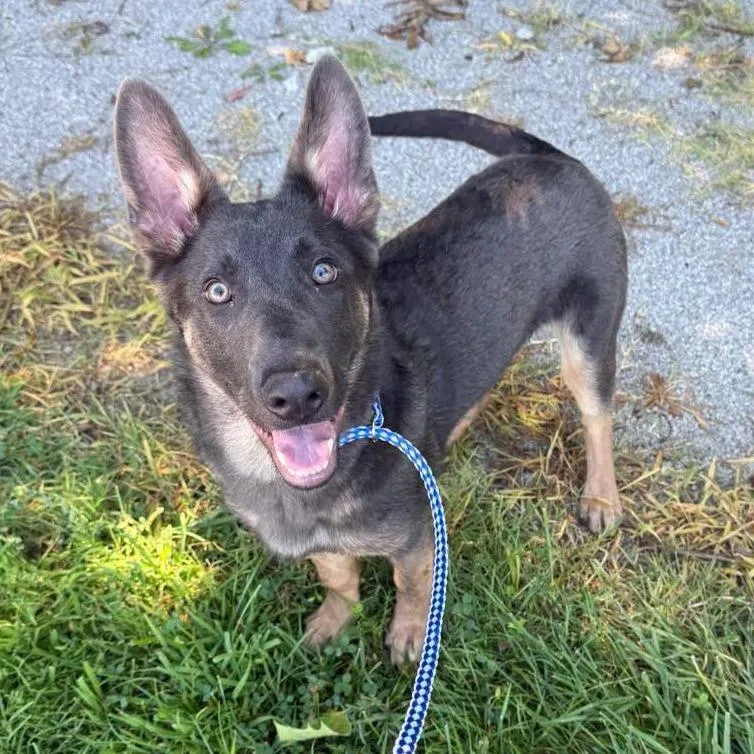 An adult small-sized male Gray / Blue / Silver Mixed Breed dog named Axel for adoption in Jeffersonville, IN