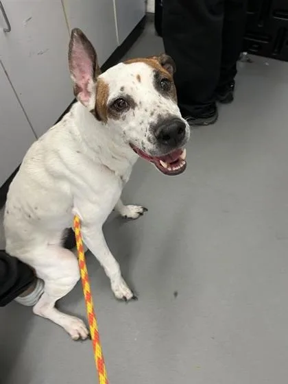 An adult medium-sized female Mixed Breed dog named Marnie for adoption in Seattle, WA