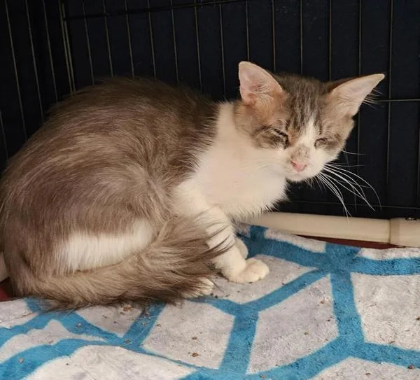 An adult medium-sized male Domestic Medium Hair cat named Aiden for adoption in Vancouver, WA