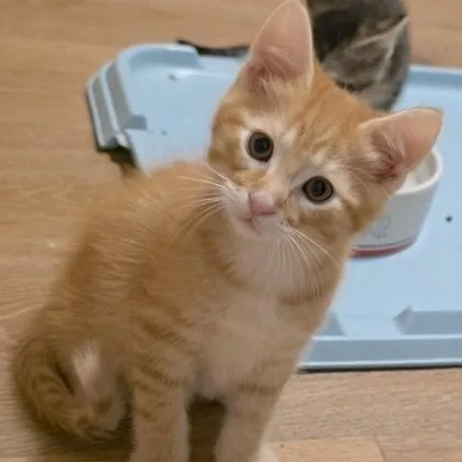 A baby small-sized male Tabby (Orange / Red) Domestic Short Hair cat named Cricket for adoption in Rochester, MN