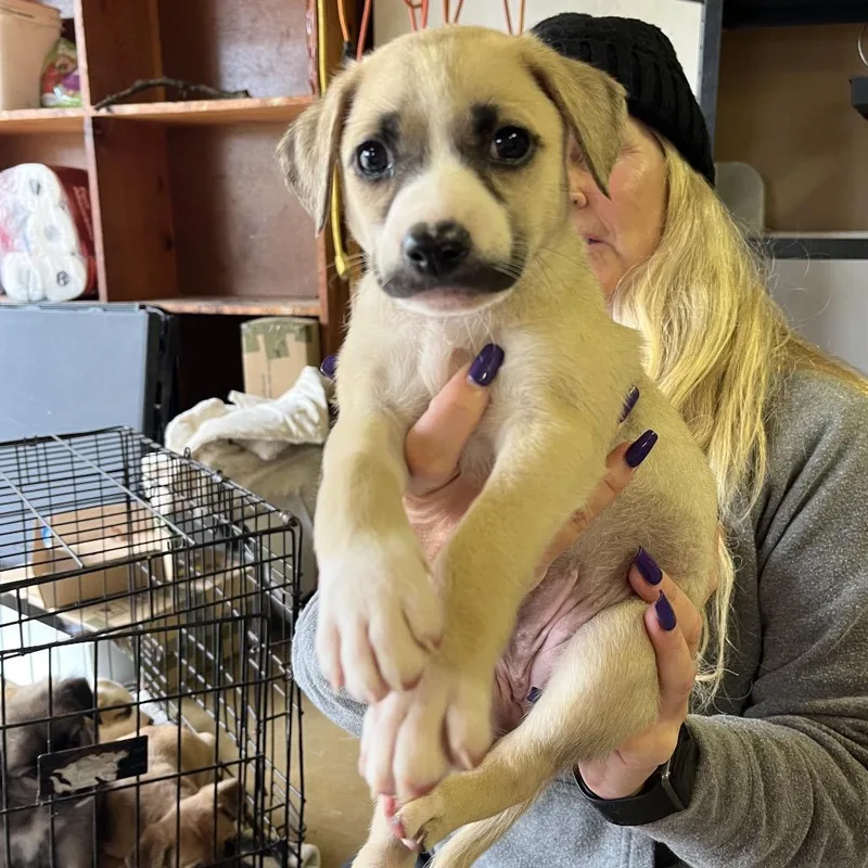 A baby small-sized female Apricot / Beige Mixed Breed dog named Caterpillar for adoption in Rockville, MD