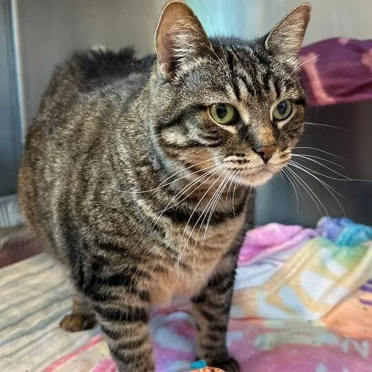 An adult extra large-sized female Brown / Chocolate Domestic Short Hair cat named Bettina for adoption in Matteson, IL