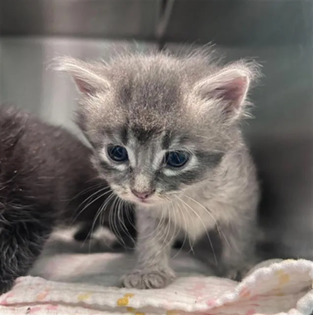 A baby medium-sized female Domestic Short Hair cat named Itzi for adoption in Dallas, TX