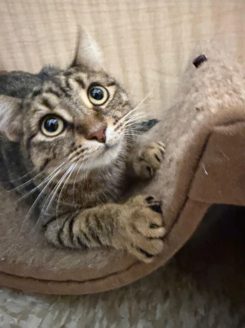 An adult medium-sized male Domestic Short Hair cat named Pasha for adoption in Wheaton, IL