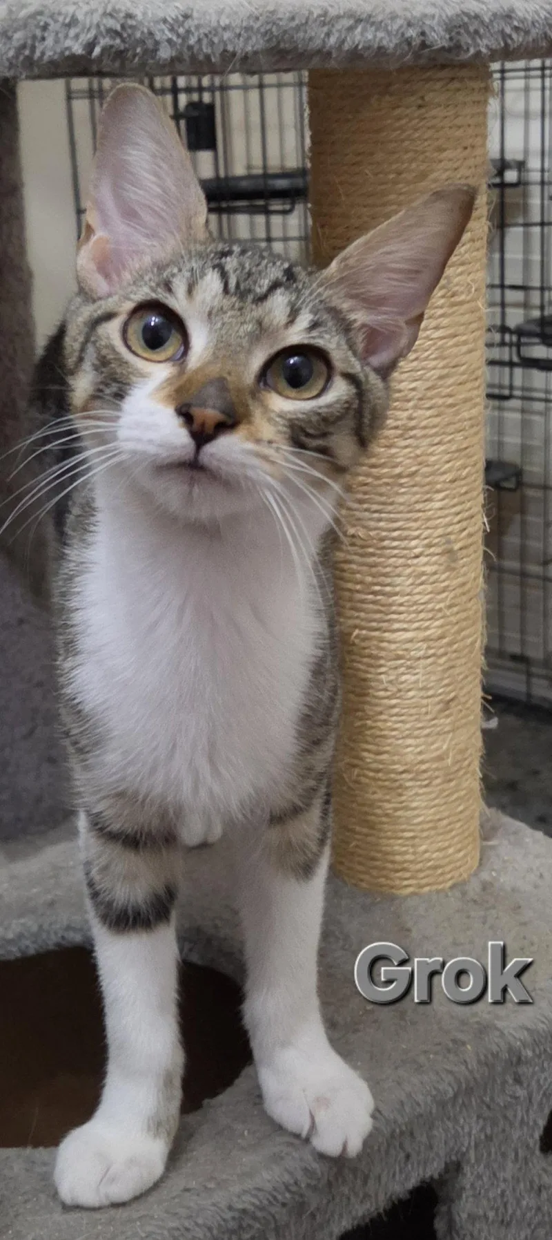 A baby medium-sized male Tabby cat named Grok for adoption in MONTGOMERY, TX