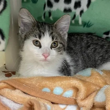 A baby small-sized female Domestic Short Hair cat named Hannah for adoption in Wheaton, IL