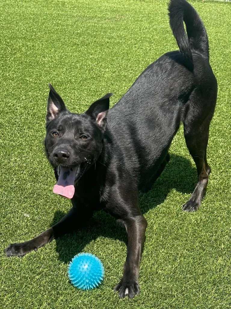 A young medium-sized male Black Shepherd dog named Crush for adoption in Frankfort, KY