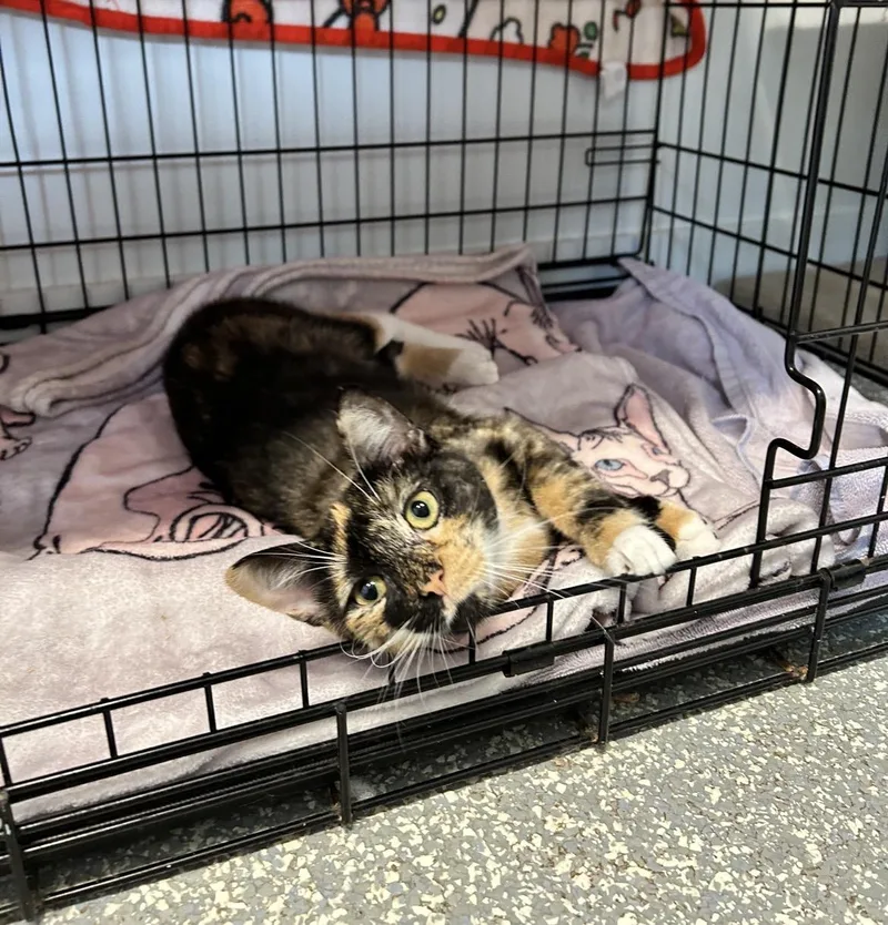 A baby small-sized female Tortoiseshell Domestic Short Hair cat named Freya for adoption in North Haven, CT