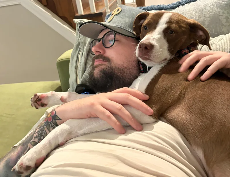 An adult medium-sized female Pointer dog named Fifi for adoption in Brooklyn, NY