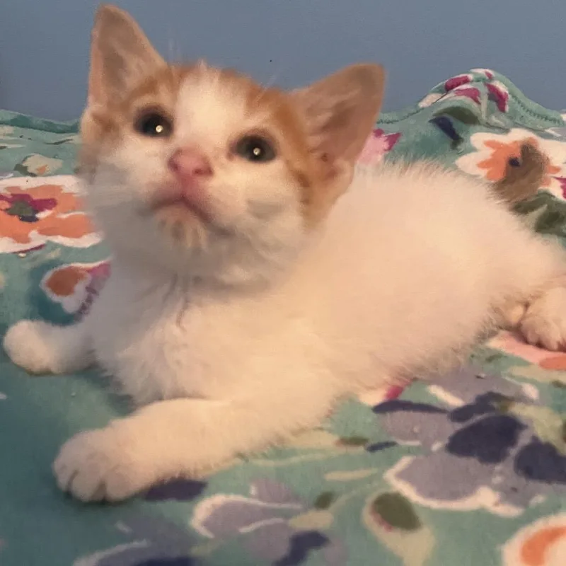 A baby small-sized male White Domestic Short Hair cat named Casey for adoption in Franklin, TN