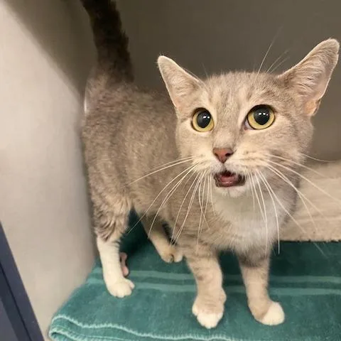An adult large-sized female Gray / Blue / Silver Domestic Short Hair cat named Ivy for adoption in Dayton, OH