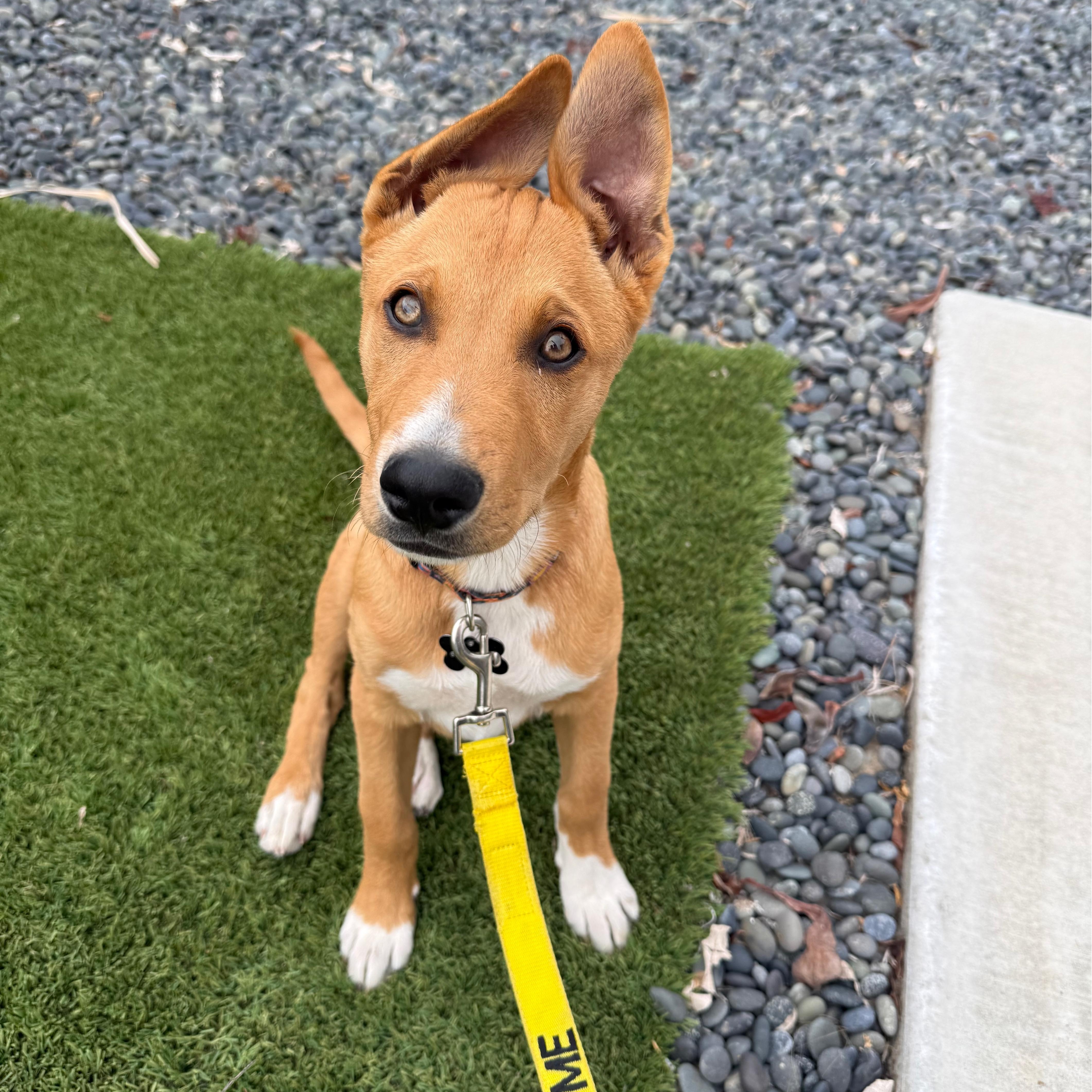 A young medium-sized male Golden Labrador Retriever dog named Legend for adoption in San Diego, CA