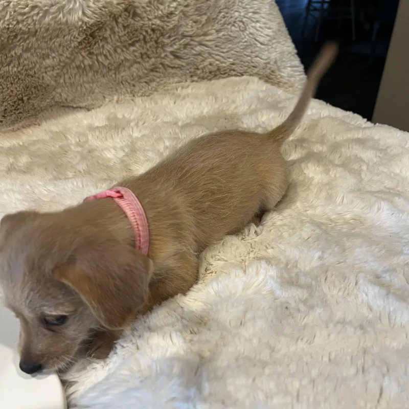A baby small-sized male Chihuahua dog named Lancelot for adoption in Martinez, CA