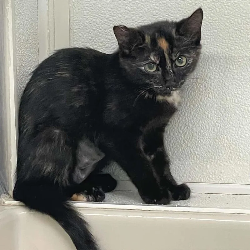 A baby small-sized female Tortoiseshell Domestic Short Hair cat named Beth for adoption in St. Helena, CA