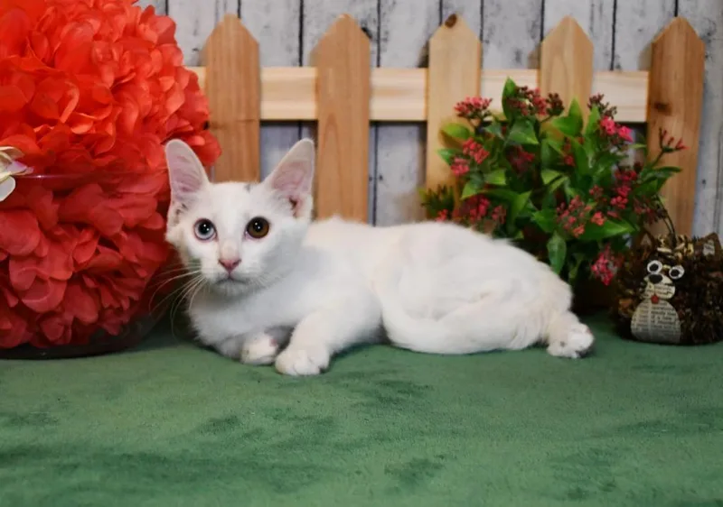 A baby small-sized female Domestic Short Hair cat named Vivian for adoption in Roanoke, TX