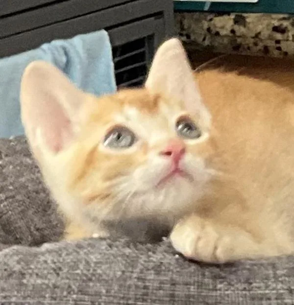 A baby small-sized female Domestic Short Hair cat named Beans for adoption in San Diego, CA