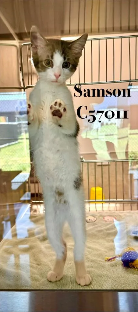 A baby medium-sized male Domestic Short Hair cat named Samson for adoption in Clarksville, TN