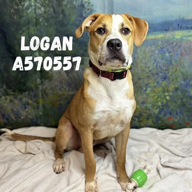 Logan