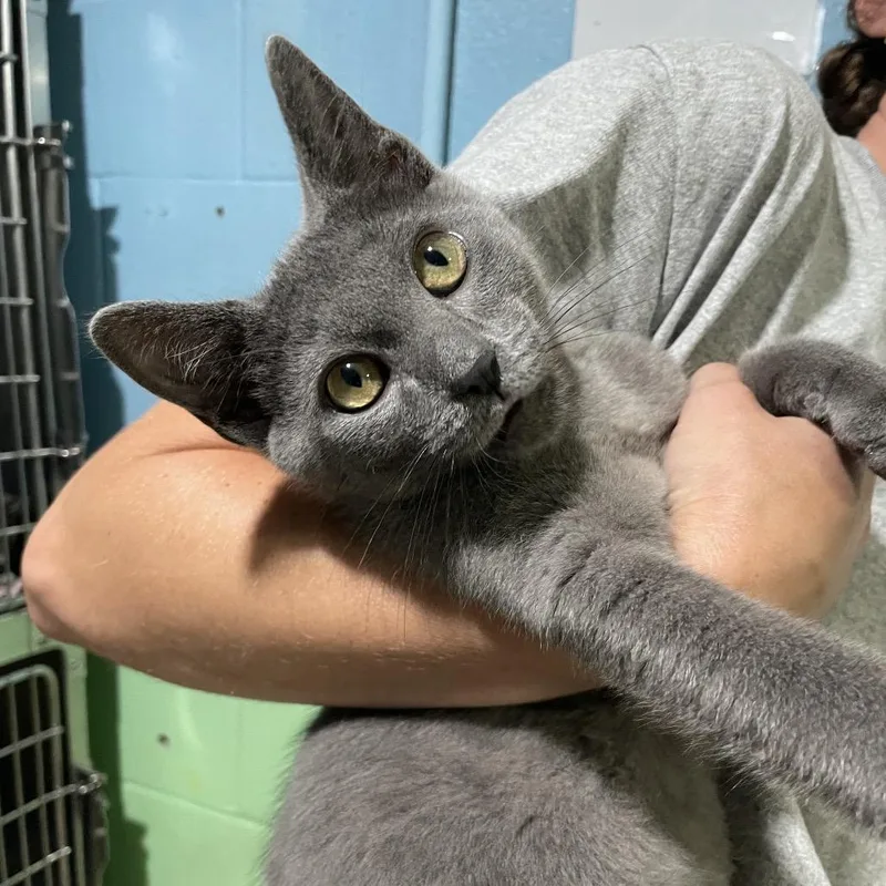 A baby small-sized male Gray / Blue / Silver Domestic Short Hair cat named Bullseye for adoption in Newport, NC