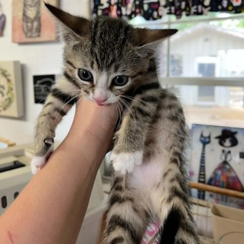 A baby small-sized female Brown / Chocolate Domestic Short Hair cat named Maris for adoption in Stephenville, TX