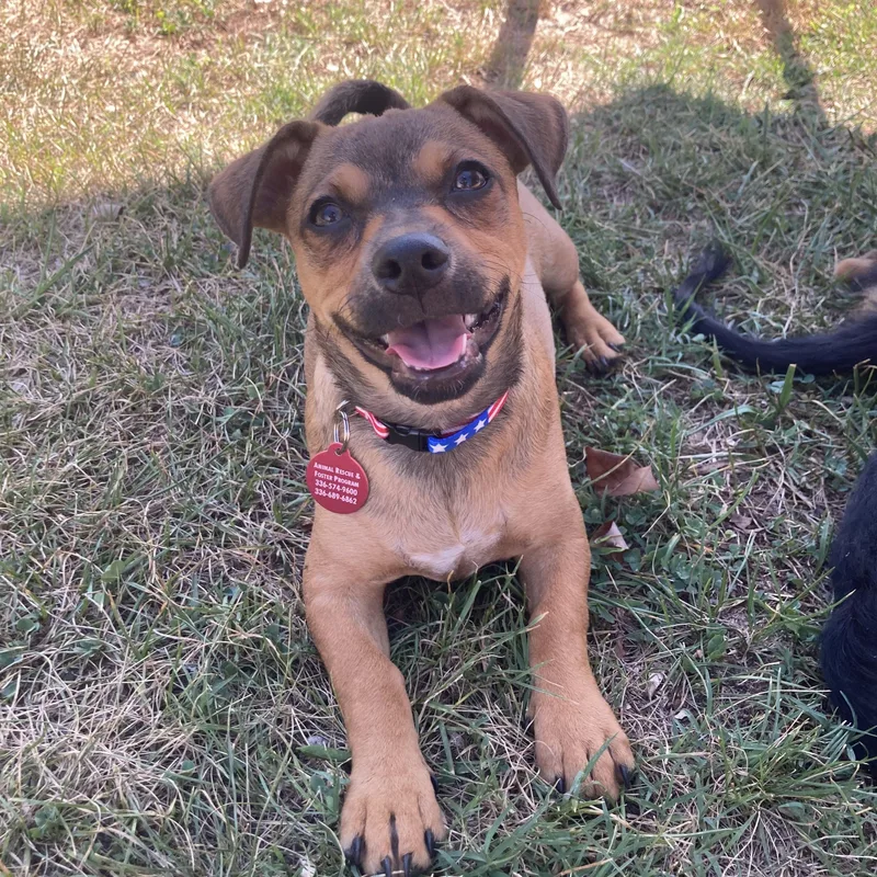 A baby small-sized female Brown / Chocolate Dachshund dog named Coco for adoption in Greensboro, NC