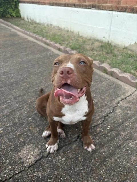 A young medium-sized female Mixed Breed dog named Casey for adoption in Dallas, TX