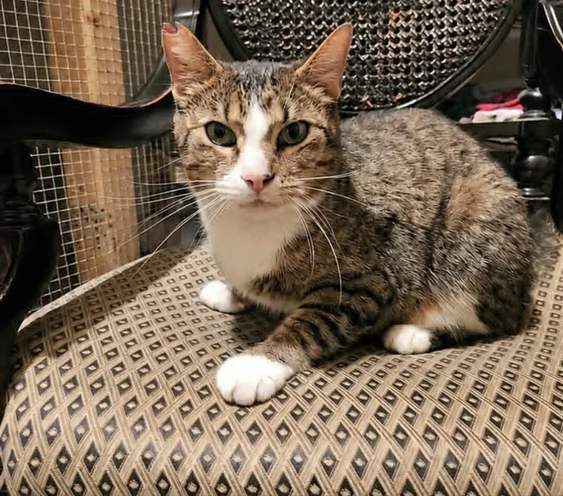 A young small-sized female Domestic Short Hair cat named Stargreen for adoption in Olney, IL