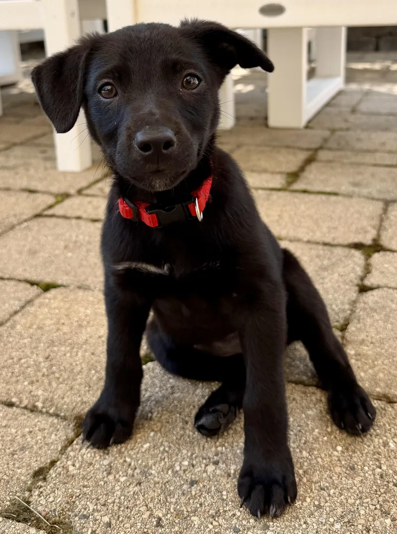 A baby medium-sized female Labrador Retriever dog named Anika for adoption in Lewisville, IN