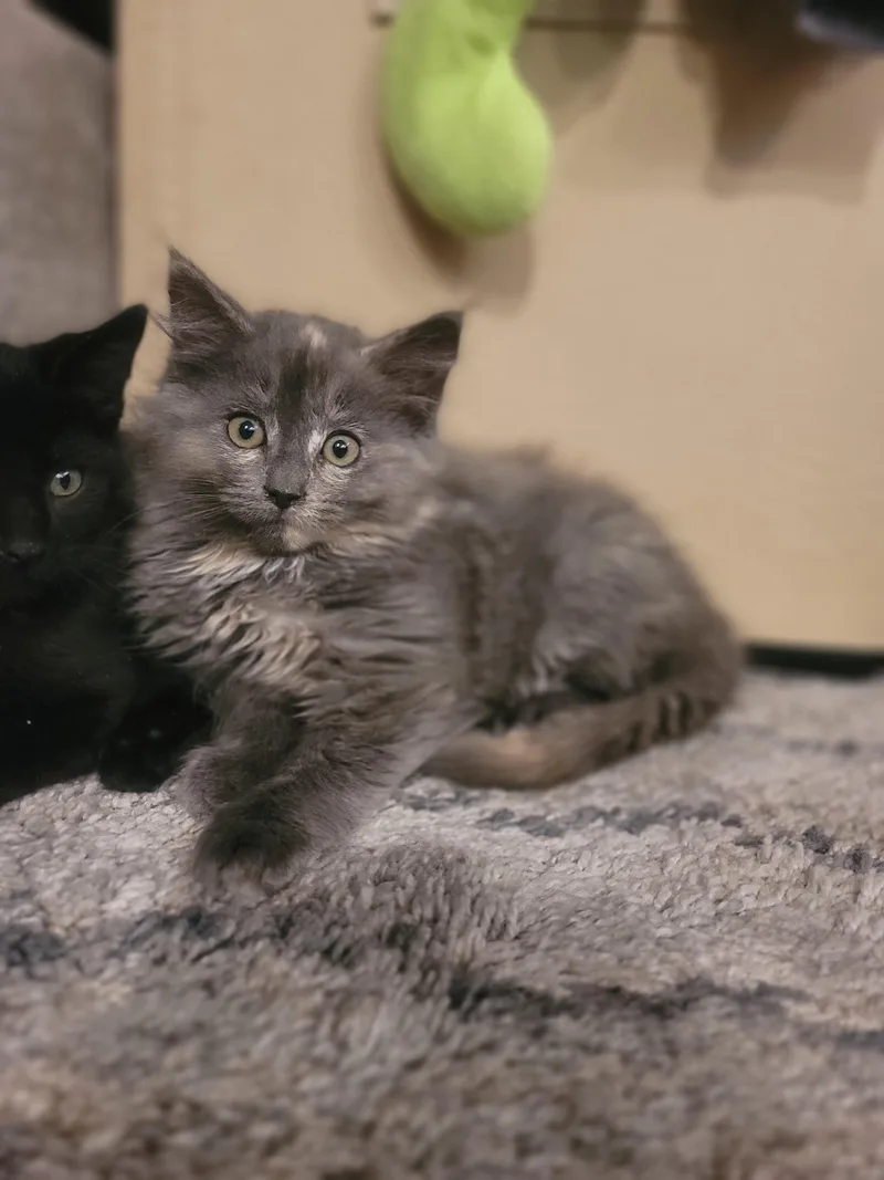 A baby small-sized female Dilute Tortoiseshell Domestic Long Hair cat named Big Fee for adoption in Fruit Heights, UT
