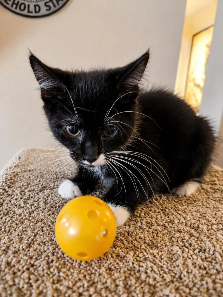 A baby medium-sized female Domestic Short Hair cat named Fruit Parfait for adoption in Parkville, MD
