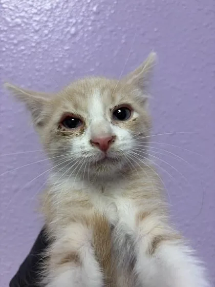 A baby small-sized male Buff / Tan / Fawn Domestic Medium Hair cat named 61286721 for adoption in El Paso, TX