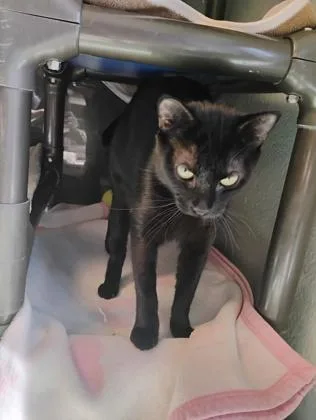 An adult medium-sized female Domestic Short Hair cat named Lotus Lilypad for adoption in Fallston, MD