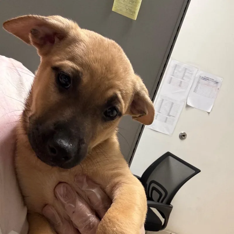 A baby small-sized female Brown / Chocolate Mixed Breed dog named Kelly Garrett for adoption in Charleston, WV