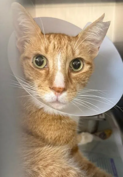 An adult medium-sized male Domestic Short Hair cat named Kewalo for adoption in Honolulu, HI