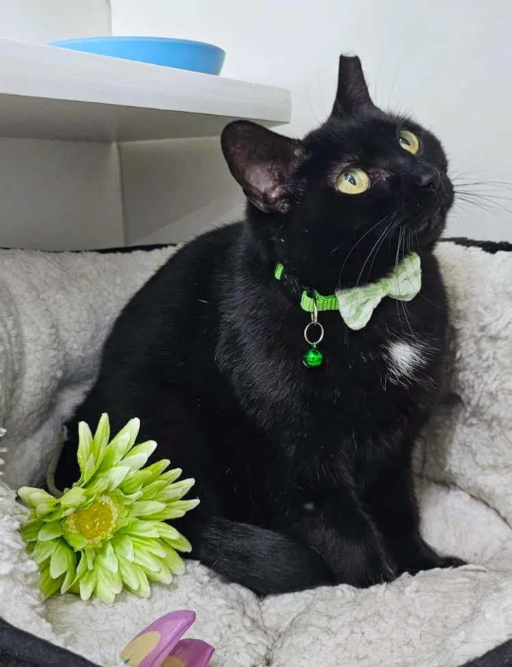 Collette thumbnail 2