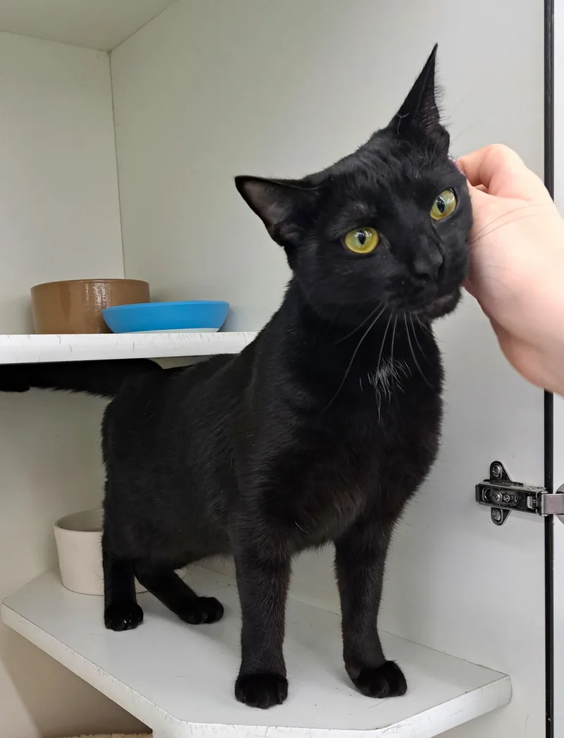 Collette thumbnail 3