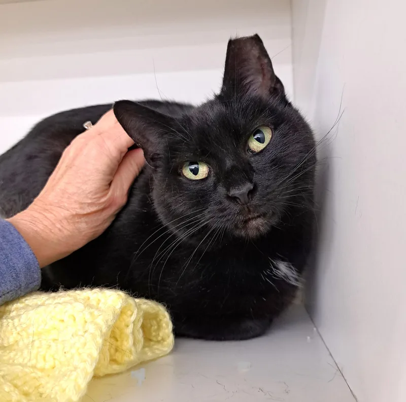 Collette thumbnail 4