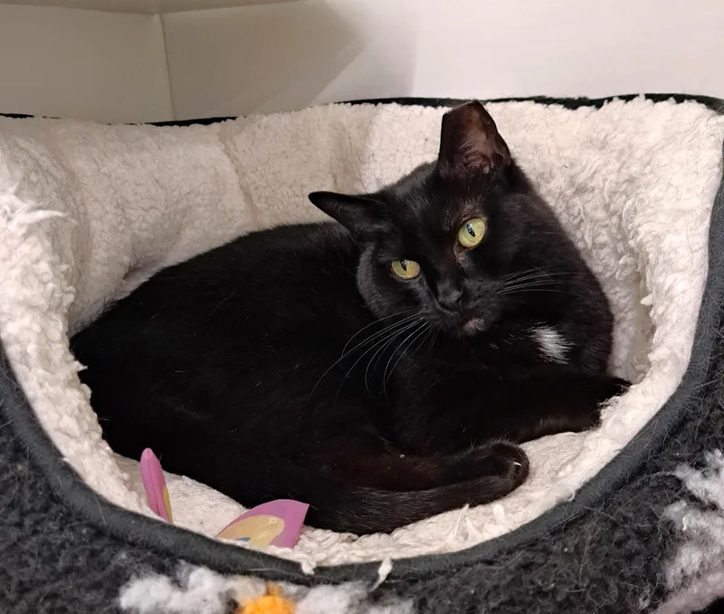 Collette thumbnail 5