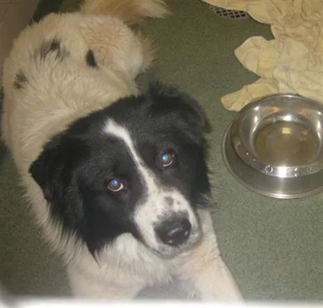 An adult large-sized male Mixed Breed dog named Oreo for adoption in Santa Fe, NM