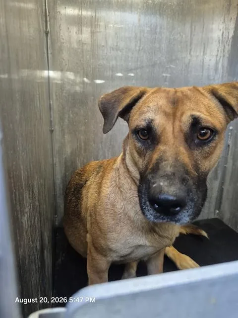 A young medium-sized female Terrier dog named Gigi for adoption in San Antonio, TX