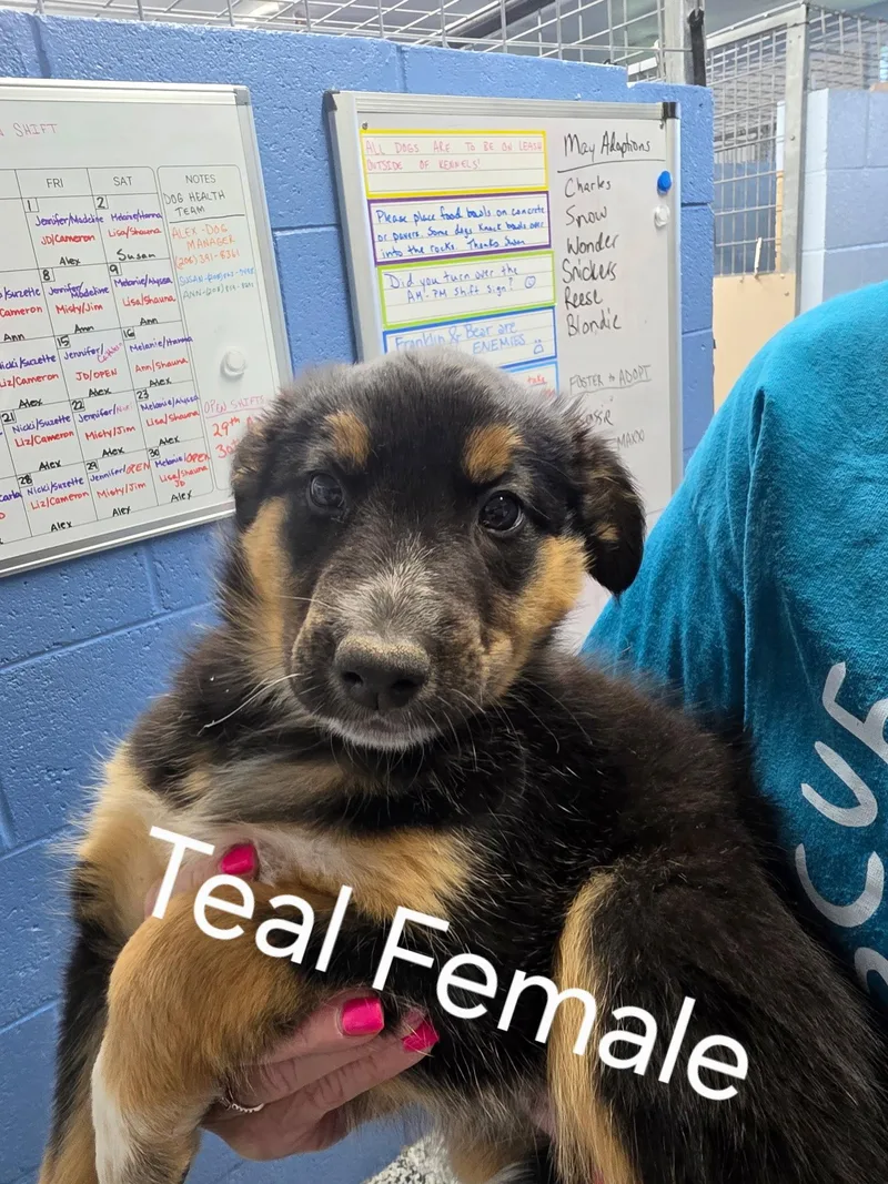 Puppy Teal Female